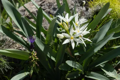 Flowers Flowers