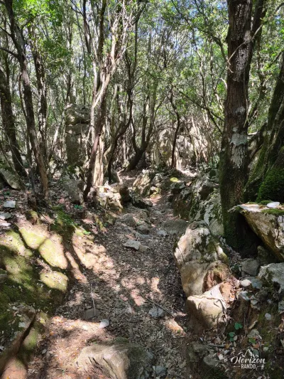 Forest trail Forest trail