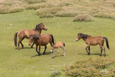 Free roaming horses Free roaming horses