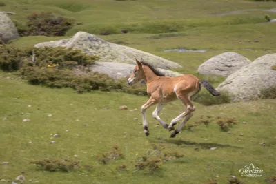Free roaming horses Free roaming horses