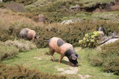 Wild pigs Wild pigs