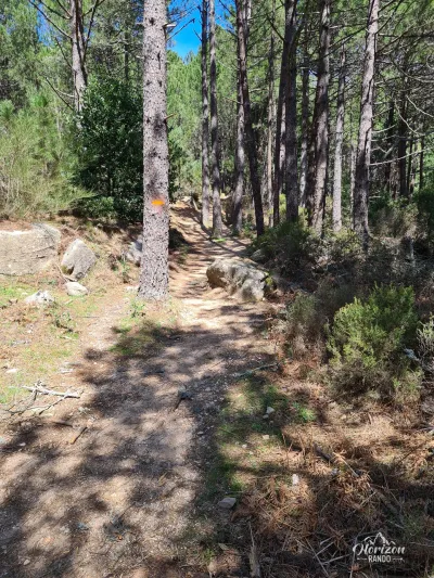 Path through the Ospedale forest Path through the Ospedale forest