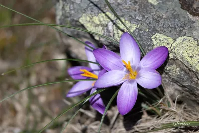 Small Crocus flower (or Crocus Minimus) Small Crocus flower (or Crocus Minimus)