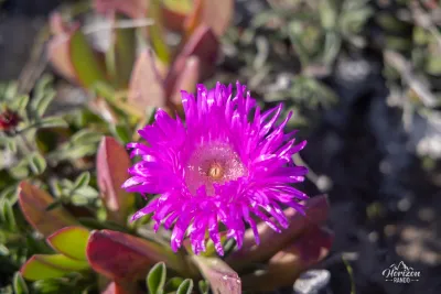 Carpobrotus flowers Carpobrotus flowers