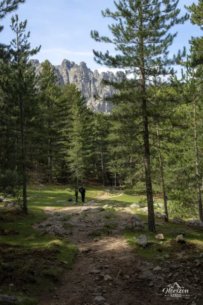 Bavella pine forest Bavella pine forest