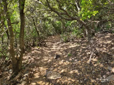 Path in the undergrowth Path in the undergrowth