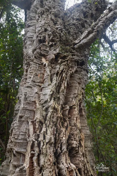 Cork oak Cork oak