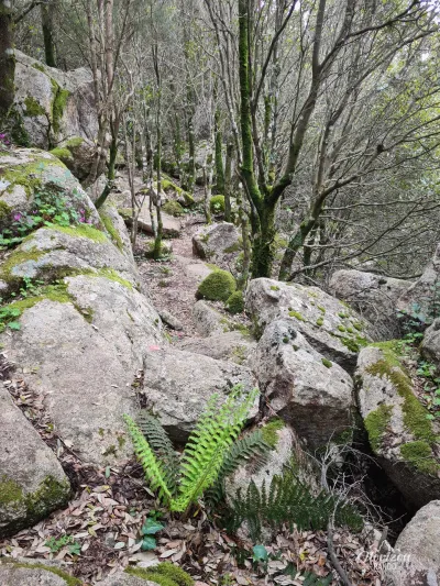 Forest trail Forest trail