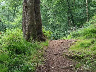 Forêt de Glenashdale