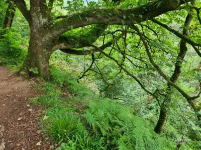 Forêt de Glenashdale