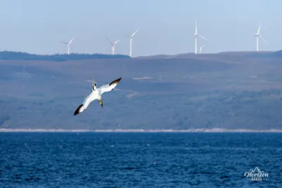 Northern Gannet Northern Gannet