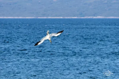 Northern Gannet Northern Gannet