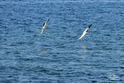 Northern Gannet Northern Gannet