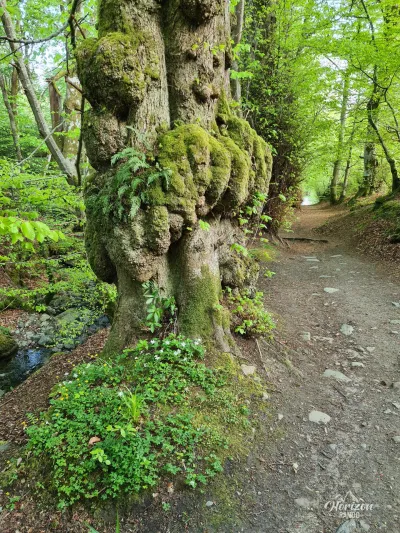 Sentier en forêt