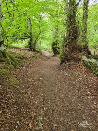 Un court passage dans les bois