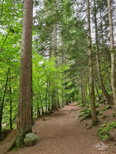 Forest path Forest path