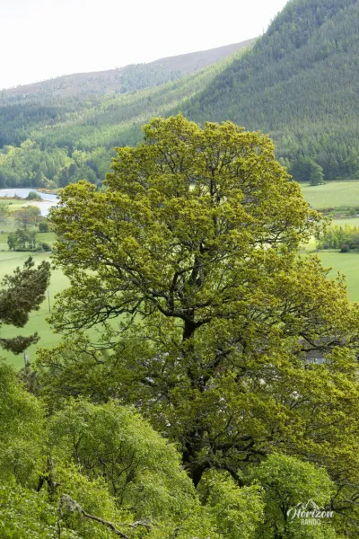 Craigendarroch