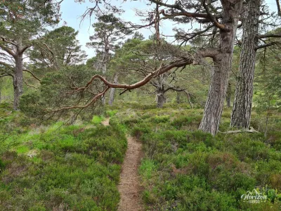 Rothiemurchus pine forest Rothiemurchus pine forest