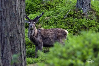 A magnificent Red Deer A magnificent Red Deer
