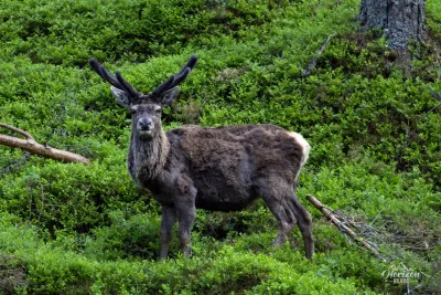 A magnificent Red Deer A magnificent Red Deer
