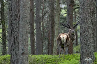 A magnificent Red Deer A magnificent Red Deer