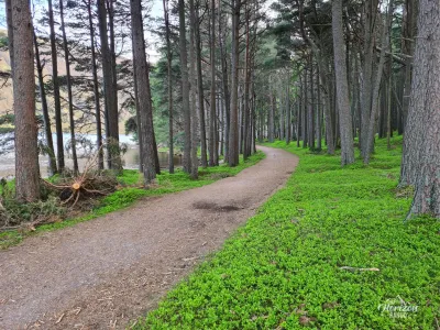 Short passage through the forest Short passage through the forest