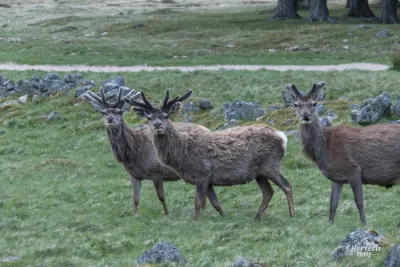 Numerous deers Numerous deers