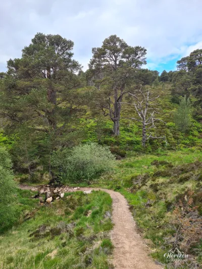 Back to the pine forest Back to the pine forest