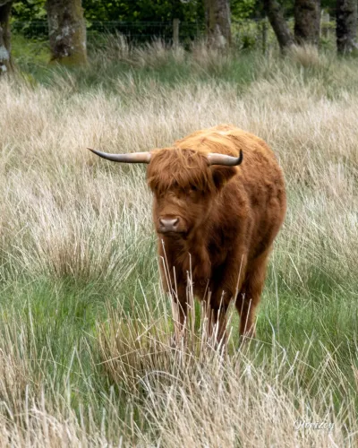 Highland cow Highland cow