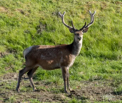 Deer