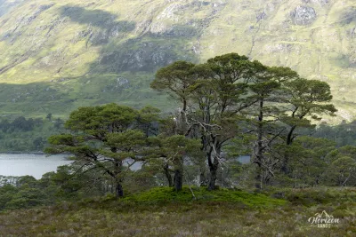Caledonian pines