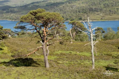 Caledonian pines