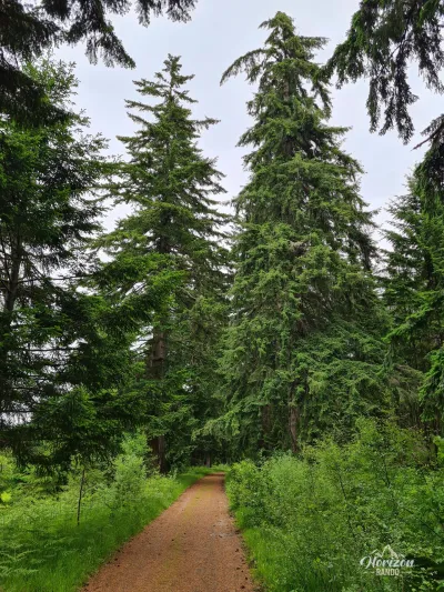 Sentier forestier