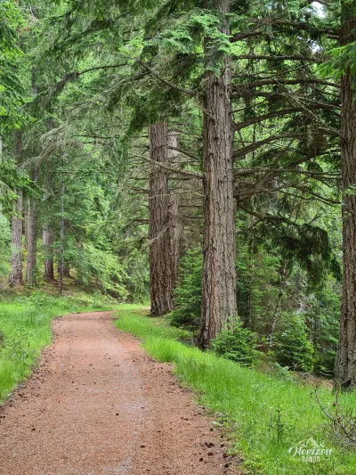 Sentier forestier