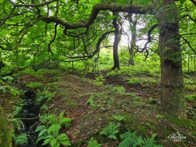 Forest at the start Forest at the start