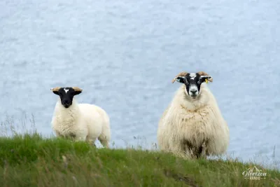 Sheeps Sheeps