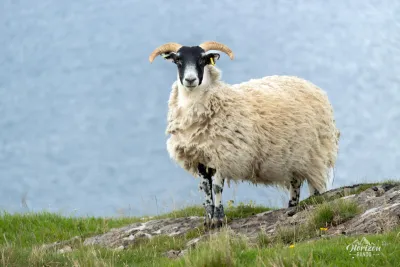 Sheep Sheep