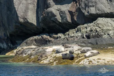Seals on the shore Seals on the shore