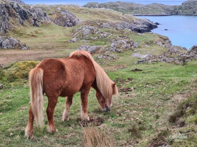 Chevaux