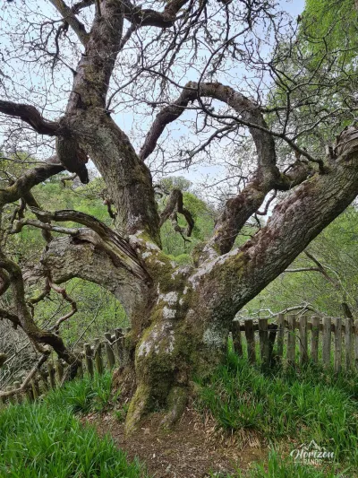 An old oak tree