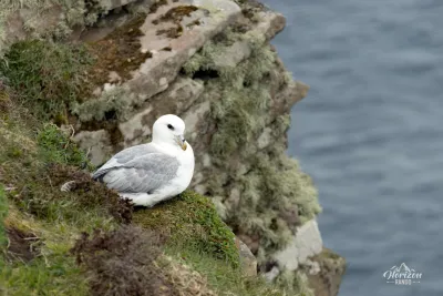 Un Fulmar boréal