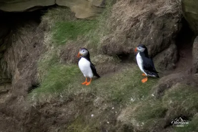 Des puffins
