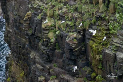 Colonie de Fulmar boréal