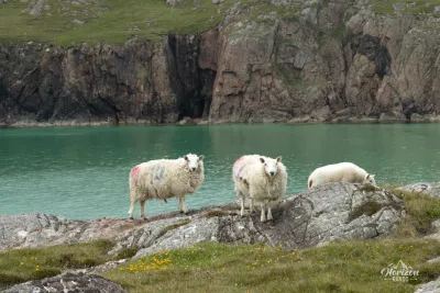 Moutons