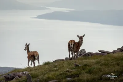 Encounter with deer