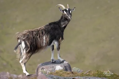 Goat on the top of Bidein a'Ghlas Thuil Goat on the summit of Bidein a'Ghlas Thuil