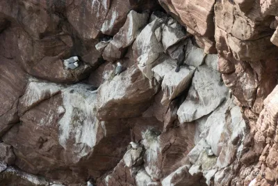 Northern Fulmar colony