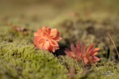 Flower Flower