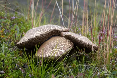 Mushrooms Mushrooms