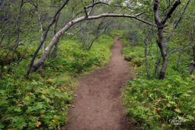 Forêt de bouleaux